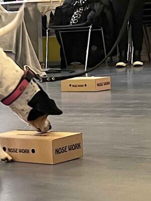 Nose Work, steg 2