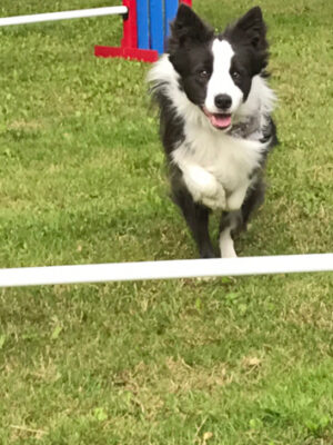 Agility, steg 1