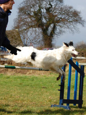 Agility, steg 2