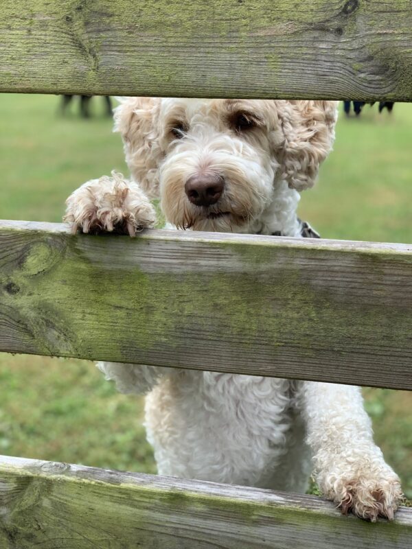 Hund som tittar genom staket