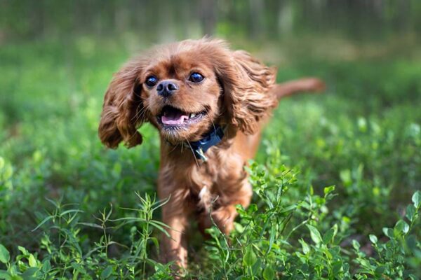 hund som springer i gräs