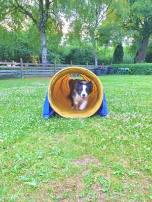 Agility, coach-grupp