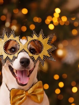 Glad hund i party glasögon.
